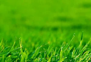 Healthy Green Grass