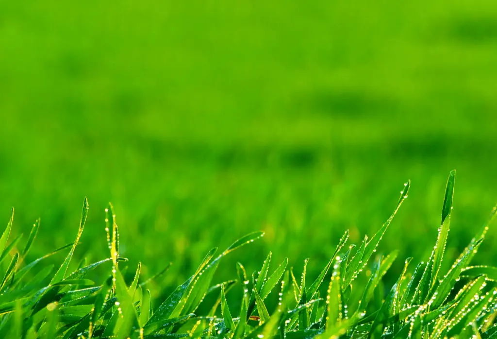 Read more about the article Lawn Fertilization: How Nutrients Help Your Lawn Grow