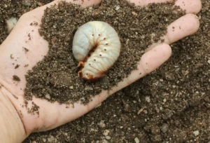 Read more about the article What are Grubs and How to Get Rid of Them