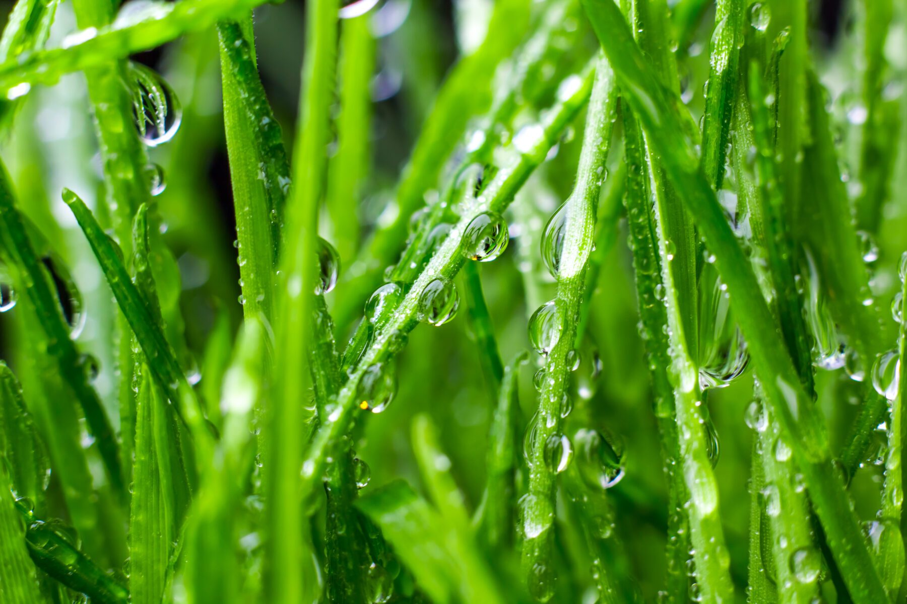 Read more about the article Why Fall is the Best Time for Fertilizer
