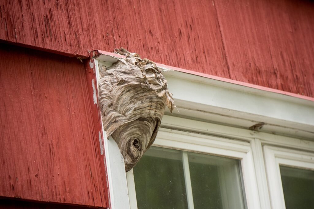 Wasp nest on window sill