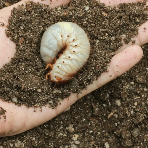 How-to-Control-Lawn-Grubs copy how to control grubs