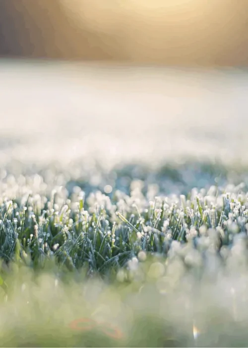 frost on grass
