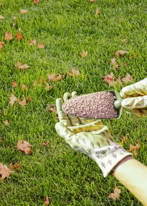 Should-I-Fertilize-My-Lawn-In-The-Fall