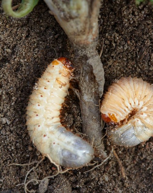 Season Long Grub & Insect Control in Michigan Season Long Grub & Insect Control in Michigan